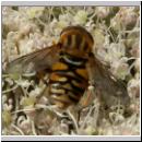 Parahelophilus frutetorum oder versicolor - Teichrandschwebfliege w06.jpg